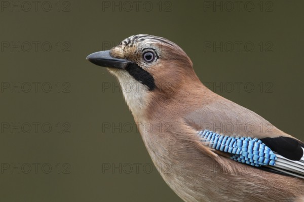 Eurasian jay (garrulus glandarius), Neuhaus, Lower Saxony, Germany