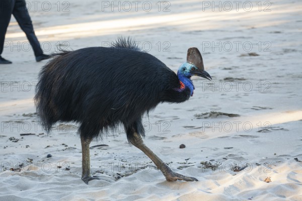 Southern cassowary (Casuarius casuarius) walking along the shore searching for food in the sand. Queensland, Australia