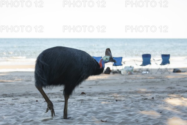 Southern cassowary (Casuarius casuarius) foraging on sand with tourists sitting in the background. Queensland, Australia