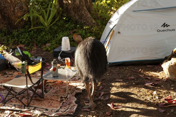 August 19, 2020. Southern cassowary (Casuarius casuarius) walking through camp searching for food in the wild. Queensland, Australia