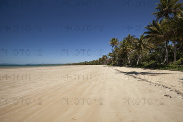 Tropical palms (Cocos nucifera) leaning over the sandy shore under a clear blue sunny sky. Mission Beach, Queensland, Australia