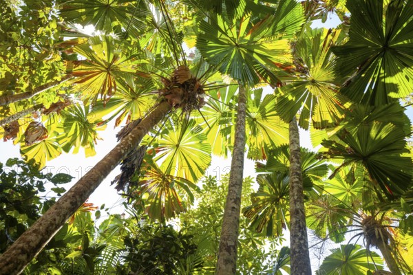 View of Queensland fanpalm (Licuala ramsayi) canopy and forest floor under tropical sunlight in Djiru National Park. Fan Palm Walk, Queensland, Australia