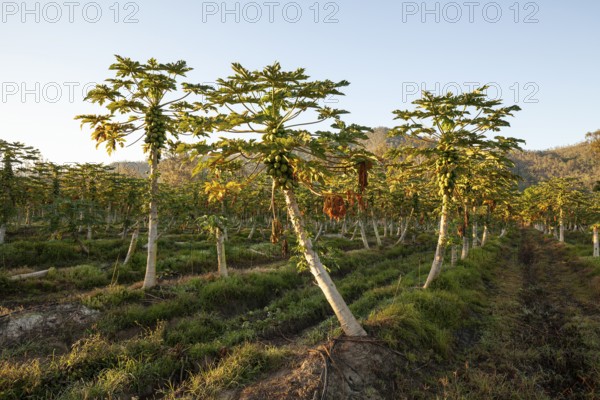 Harvest, Papaya Farm, Queensland, AustraliaRipe, fresh fruits hanging on trees in a tropical plantation under bright daylight