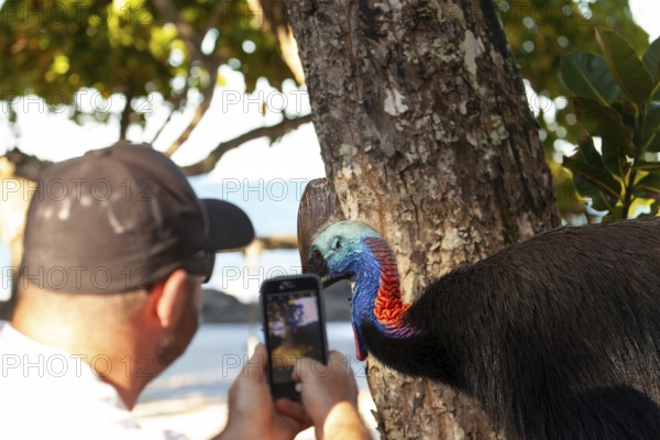 August 19, 2020. Man filming Southern cassowary (Casuarius casuarius) with phone as it walks through camp searching for food. Queensland, Australia