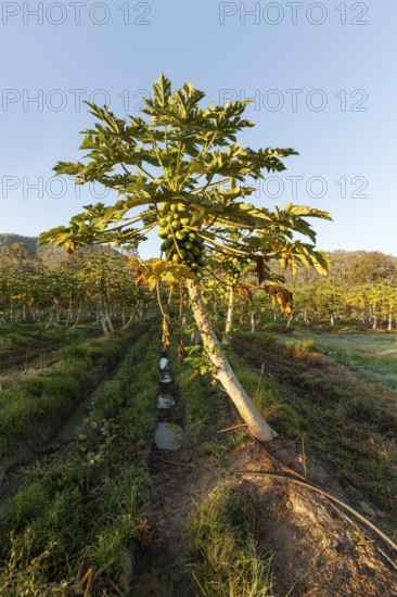 Harvest, Papaya Farm, Queensland, AustraliaRipe, fresh fruits hanging on trees in a tropical plantation under bright daylight