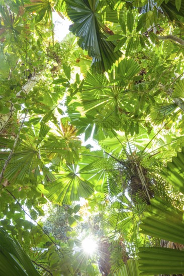 View of Queensland fanpalm (Licuala ramsayi) canopy and forest floor under tropical sunlight in Djiru National Park. Fan Palm Walk, Queensland, Australia