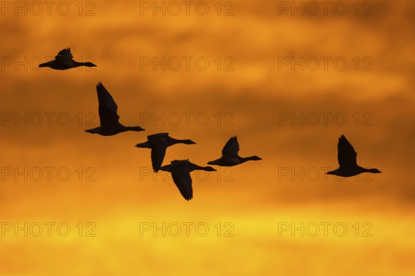 Greylag geese (anser anser) in front of the dawn, Zingst, Mecklenburg-Vorpommern, Germany