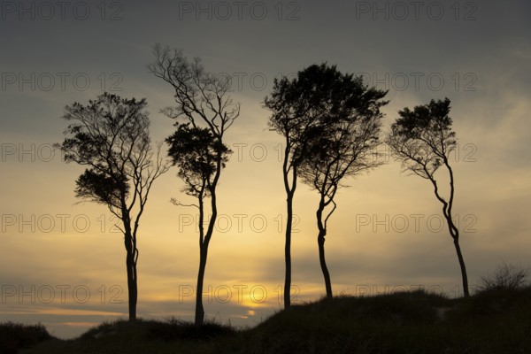 Beeches on the west beach of Fischland-Darss-Zingst at sunset, Baltic Sea, Ahrenshoop, Mecklenburg-Western Pomerania, Germany