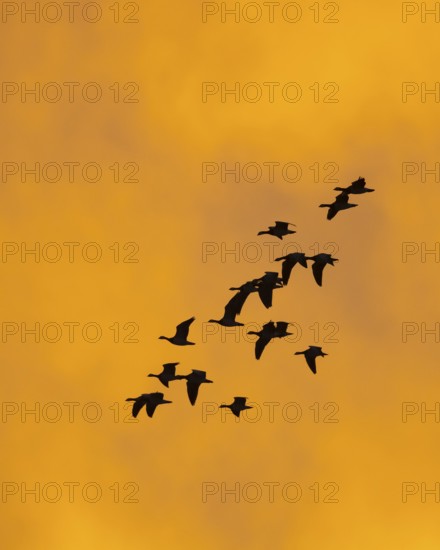 Greylag geese (anser anser) in front of the dawn, Zingst, Mecklenburg-Vorpommern, Germany