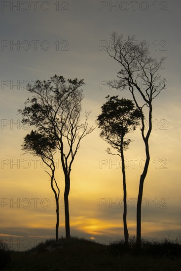 Beeches on the west beach of Fischland-Darss-Zingst at sunset, Baltic Sea, Ahrenshoop, Mecklenburg-Western Pomerania, Germany