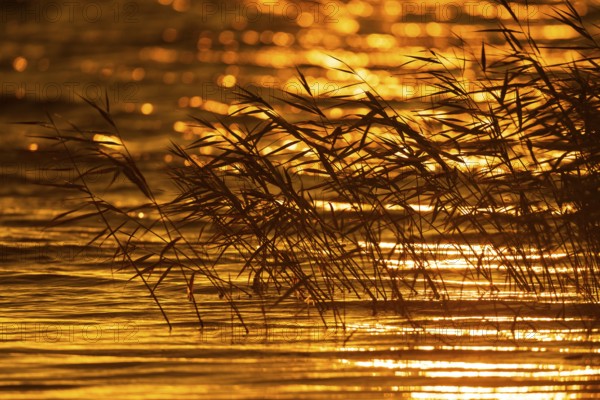Reeds on the banks of the lagoon at sunrise, Zingst, Mecklenburg-Vorpommern, Germany