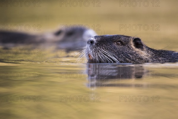 Portrait of a swimming nutria (Myocastor coypus), Osnabrück, Lower Saxony, Germany