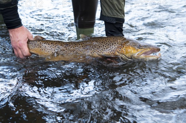 Electrofishing in the floodplain for sea trout and salmon, Wildeshausen, Lower Saxony, Germany