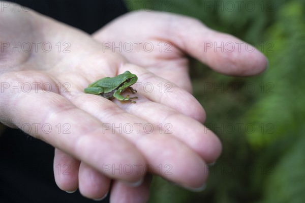 Young tree frog (Hyla arborea) sitting on a hand, Ahlhorn, Lower Saxony, Germany