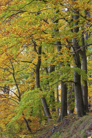 Beech (Fagus) in the forest, Neuhaus im Solling, Lower Saxony, Germany