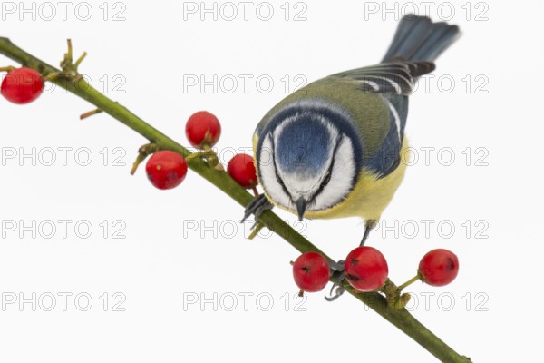 Blue tit (Cyanistes caeruleus) in the snow, Vechta, Lower Saxony, Germany