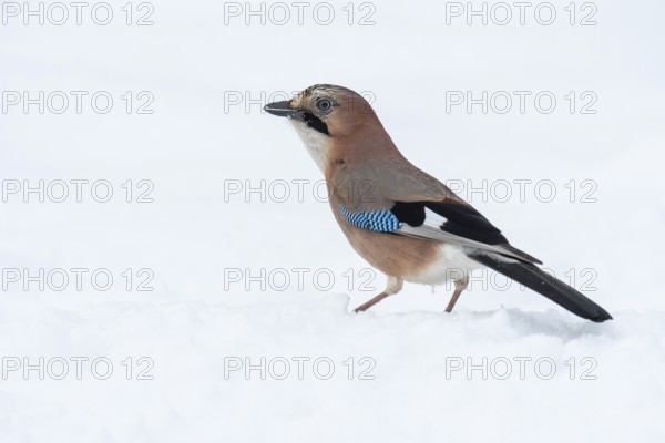Eurasian jay (garrulus glandarius) in the snow, Neuhaus, Lower Saxony, Germany