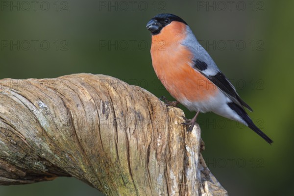 Bullfinch (Pyrrhula pyrrhula), Fågelsjö, Gävleborgs län, Sweden