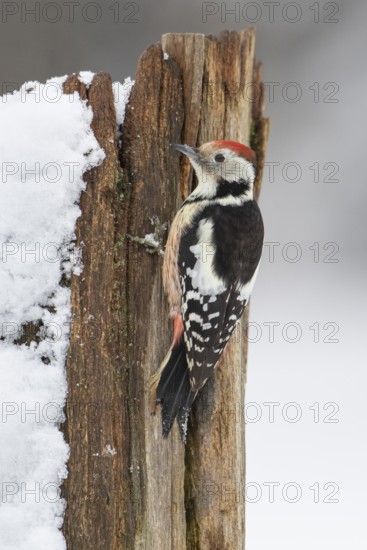 Middle spotted woodpecker (Leiopicus medius) at winter feeding in the snow, Vechta, Lower Saxony, Germany