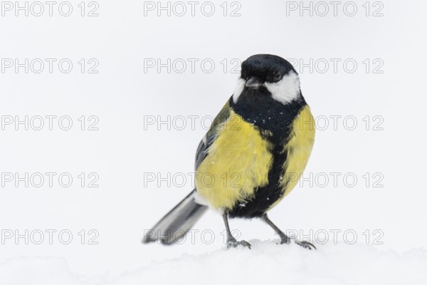 Great tit (Parus major) at the winter feeding site in the snow, Neuhaus im Solling, Holzminden, Lower Saxony, Germany