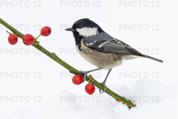 Fir tit (Periparus ater) in the snow, Neuhaus im Solling, Lower Saxony, Germany