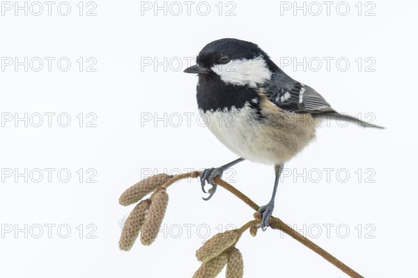 Fir tit (Periparus ater) in the snow, Neuhaus im Solling, Lower Saxony, Germany