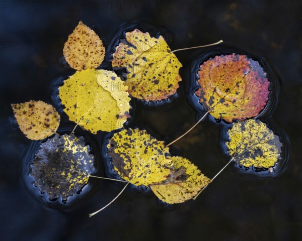 Autumn leaves of aspen (Populus tremula) on a body of water, Ahlhorn, Lower Saxony, Germany