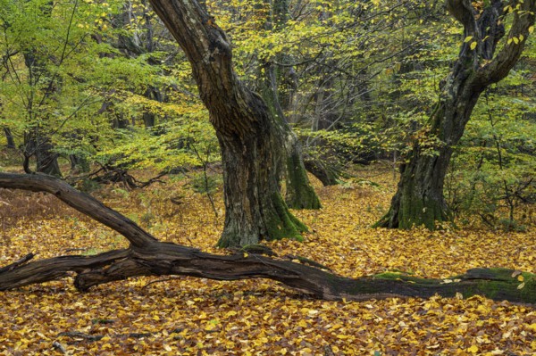 Old, gnarled trees in the Urwald Baumweg nature reserve in autumn, Hudewald, Emstek, Lower Saxony, Germany