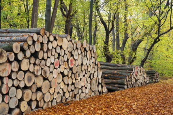 Logging in autumn in the forest, firewood, raw material, Ahlhorn, Lower Saxony, Germany