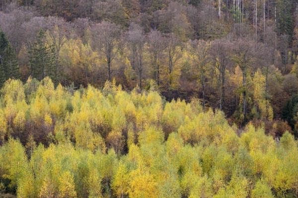 Forest death in the Harz Mountains, forest, wind throw, storm, Ilsenburg, Saxony-Anhalt, Germany