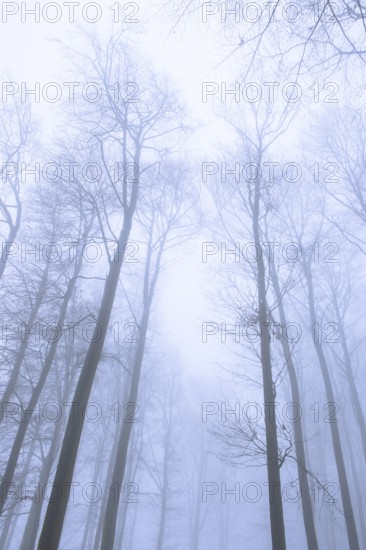 Wintery beech forest in fog, forest, Melle, Lower Saxony, Germany