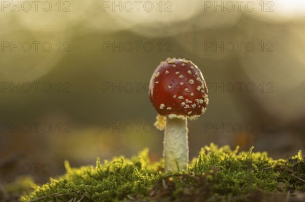 Fly agaric (Amanita muscaria), Ahlhorn, Lower Saxony, Germany