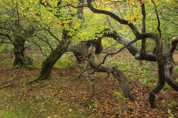 Old, gnarled trees in the Urwald Baumweg nature reserve in autumn, Emstek, Lower Saxony, Germany
