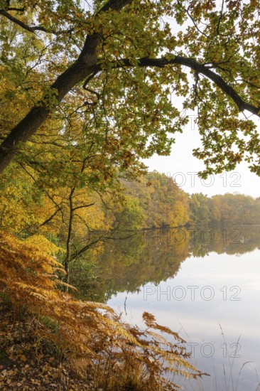 Autumn impression of Ahlhorn fish ponds, Ahlhorn, Lower Saxony, Germany