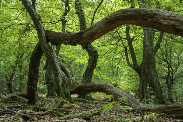 Oak (Quercus) in the nature reserve Urwald Baumweg in autumn, Emstek, Lower Saxony, Germany