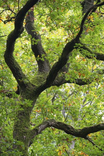 Oak (Quercus) in the nature reserve Urwald Baumweg in autumn, Emstek, Lower Saxony, Germany