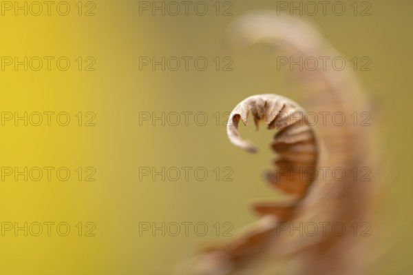 Fern in autumn, Ahlhorn, Lower Saxony, Germany