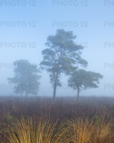 Pine (Pinaceae) in the moor with fog, nature reserve, Vernner Moor, Neuenkirchen-Vörden, Lower Saxony, Germany