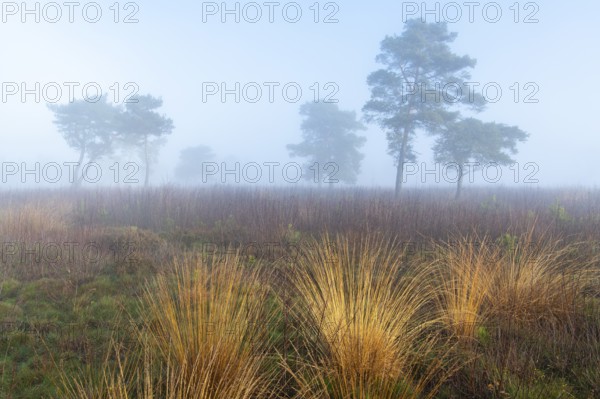 Pine (Pinaceae) in the moor with fog, nature reserve, Vernner Moor, Neuenkirchen-Vörden, Lower Saxony, Germany