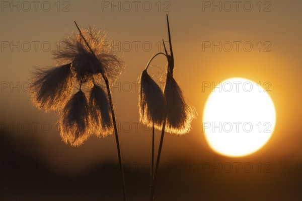 Common cottongrass (Eriophorum angustifolium) in the moor at sunset, Goldenstedt, Lower Saxony, Germany