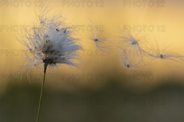 Cottongrass in the moor, sheath cottongrass (Eriophorum vaginatum), Goldenstedt, Lower Saxony, Germany