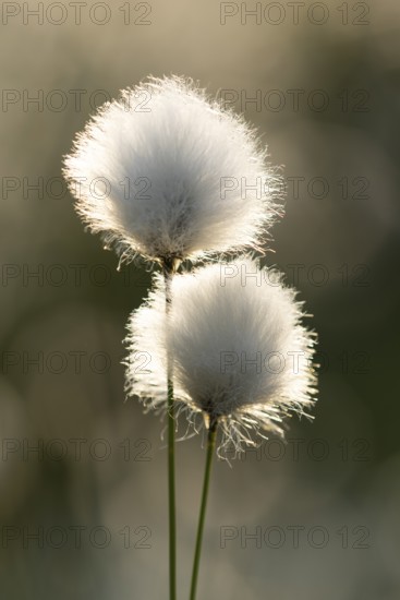 Sheath cottongrass (Eriophorum vaginatum), Goldenstedt, Lower Saxony, Germany