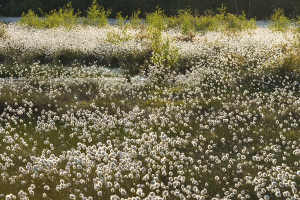 Landscape with cotton grass in spring in Goldenstedter Moor, Goldenstedt, Lower Saxony, Germany