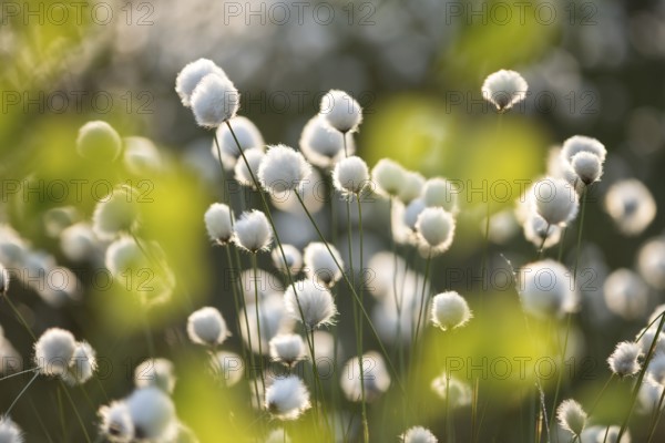 Spring in the Goldenstedt moor, sheath cottongrass (Eriophorum vaginatum), Goldenstedt, Lower Saxony, Germany