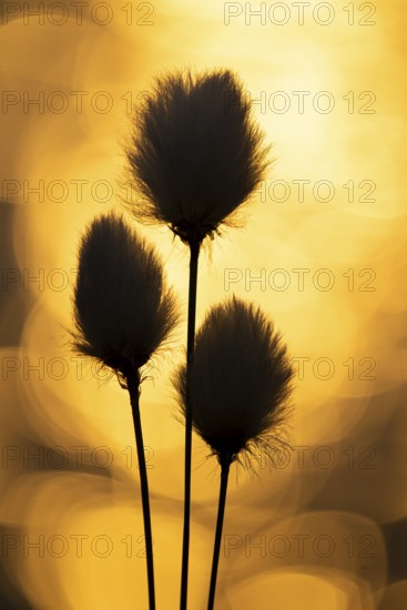 Spring in Goldenstedter Moor, Scheiden-Wollgras, Goldenstedt, Lower Saxony, Germany