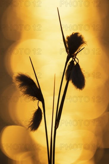 Spring in the Goldenstedt moor, Common cottongrass (Eriophorum angustifolium), Goldenstedt, Lower Saxony, Germany