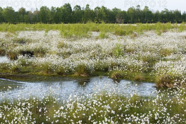 Cotton grass in spring in Goldenstedter Moor, Goldenstedt, Lower Saxony, Germany