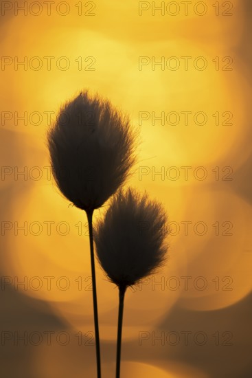 Spring in the Goldenstedt moor, sheath cottongrass (Eriophorum angustifolium), Goldenstedt, Lower Saxony, Germany