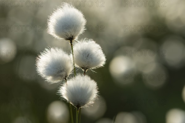 Sheath cottongrass (Eriophorum vaginatum), Goldenstedt, Lower Saxony, Germany