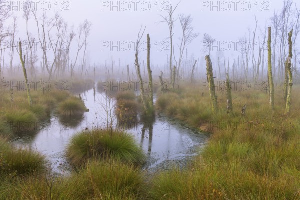 Mystical, foggy moor, Goldenstedter Moor, Goldenstedt, Lower Saxony, Germany